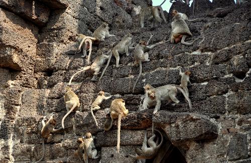 Bild Lopburi - Fortschritte bei der Kontrolle der Affenpopulation