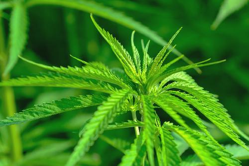 Bild Ministerium drngt auf vollstndige Legalisierung von Cannabis