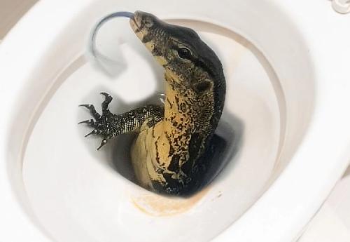 Phatum Thani - Bitte nicht splen: Waran grt aus der Toilette! - Reisenews Thailand - Bild 1