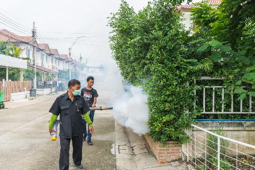 Bild Phuket verzeichnet hchste Dengue-Fieber-Raten im Sden