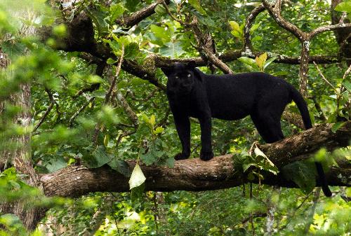 Black Panter - Picture by Davidvraju - https://commons.wikimedia.org/w/index.php?curid=61538127