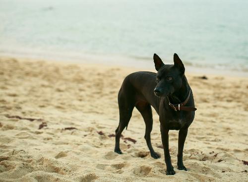 Bild Schweizer droht Visum-Entzug in Thailand wegen seines Hundes