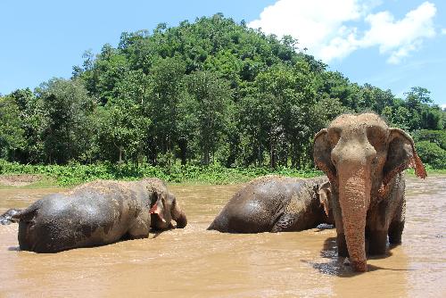 Sieben Elefanten zum Teil schwer verletzt Thailand