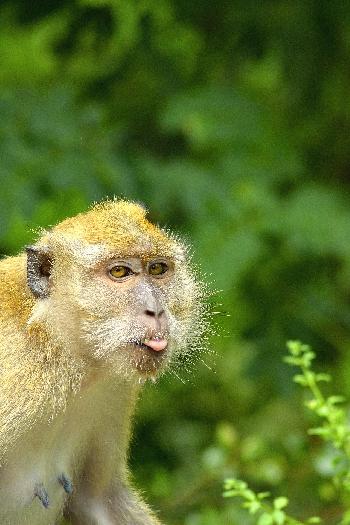 Simian Park - Neues Habitat fr streunende Affen Thailand
