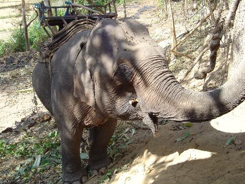 Bild Thailndischer Elefant durch Feuerwerk erschreckt