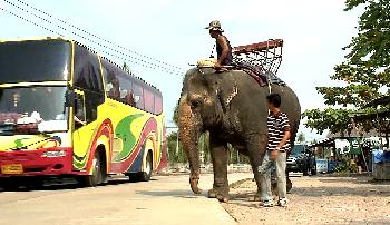 Thailands Elefanten, raus aus der Stadt! Thailand