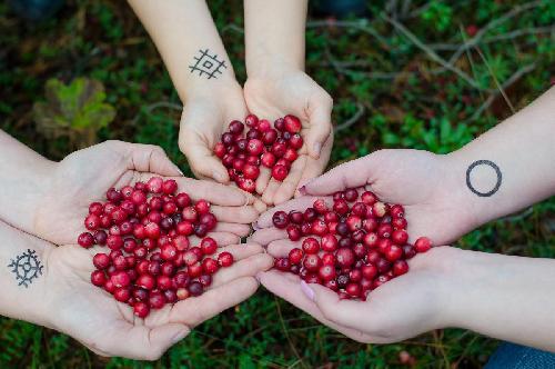 Bild Thais sollen erneut Beeren in Finnland pflcken