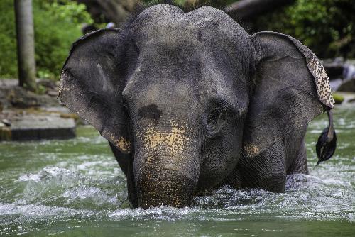 Bild Tragisches, tdliches  Unglck in thailndischem Elefantencamp