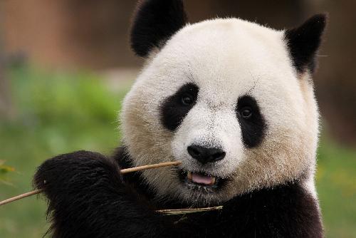 Bild Vorbereitung auf neue Pandas im Chiang Mai Zoo