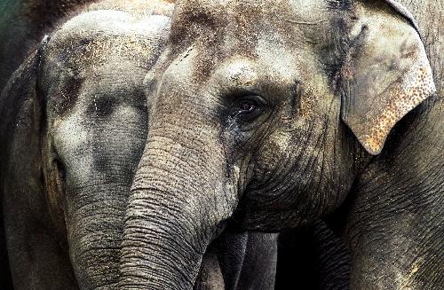 Zahl der Elefantenangriffe auf Menschen steigt Thailand