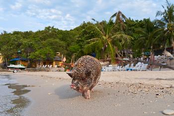 Zoom Koh Matsum Provinz Surat Thani Bild 2