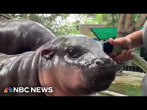 Start Video Baby Hippo named Moo-Deng 