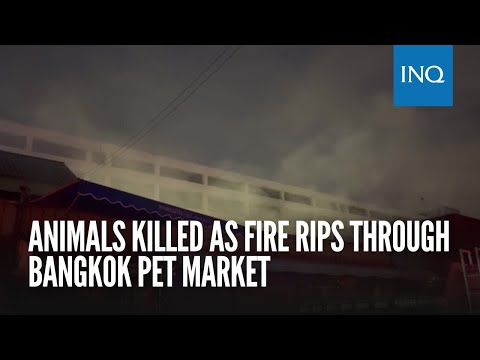 Start Video Bangkok pet market 