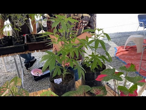 Start Video Hanfpflanzen in der Grtnerei 