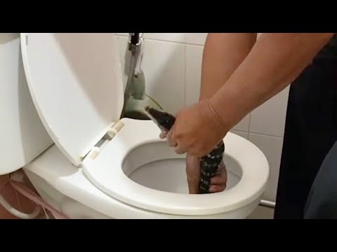 Start Video Water Monitor in Pathumthani Toilet 